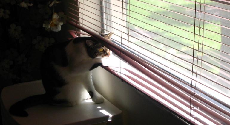 Cat looking through aluminum blinds in Dallas.